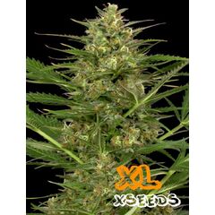 Auto Gorilla Glue, Фасовка: 5